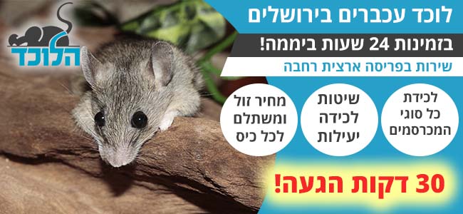 לוכד עכברים בירושלים מעכשיו לעכשיו